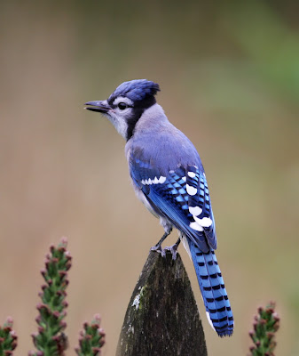 the blue jay canadian lovely bird basic facts the blue jay canadian lovely bird basic facts