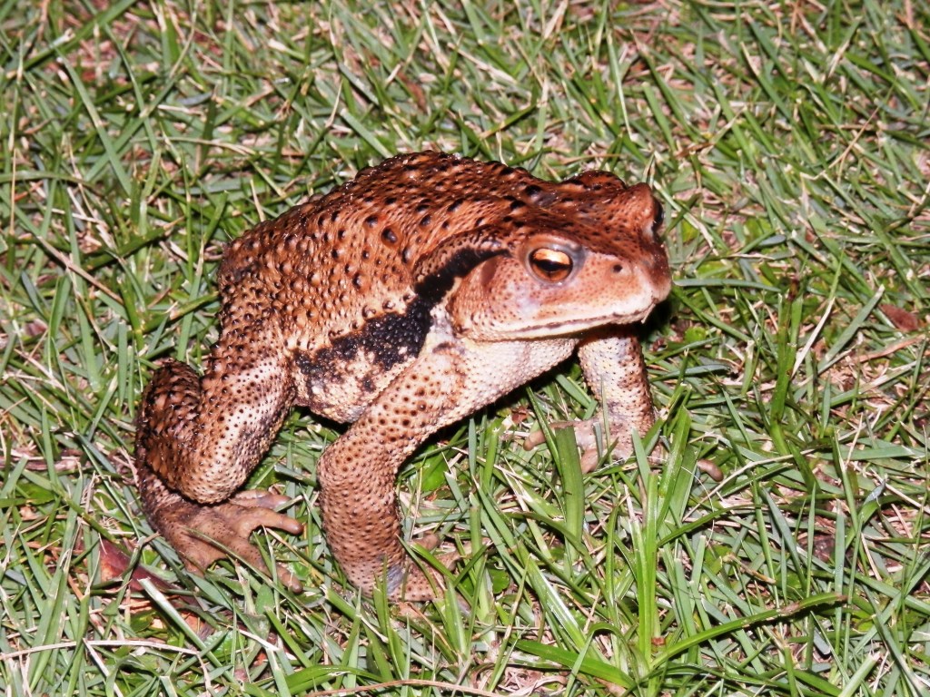 Life in Rural Japan: Frog obsession?