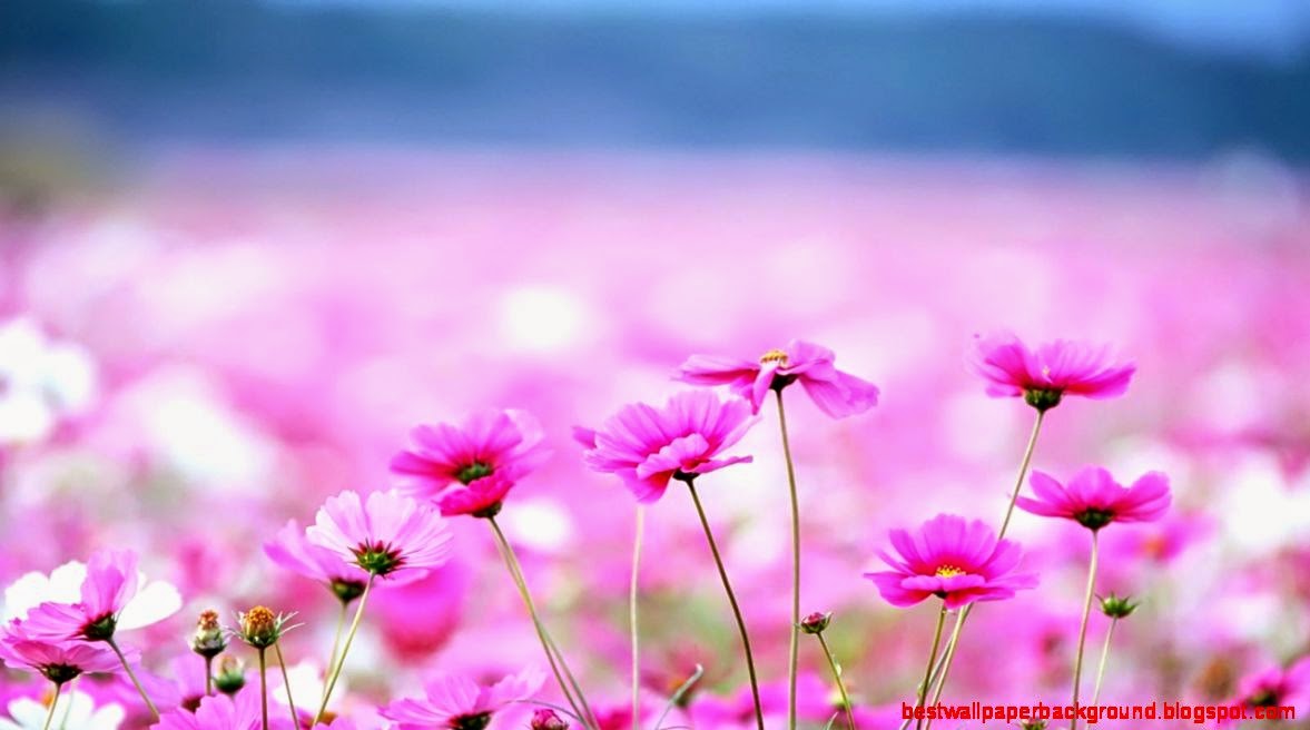 Flowers Wallpapers Free Desk Wallpapers Flowers Wallpapers Free Desk Wallpapers