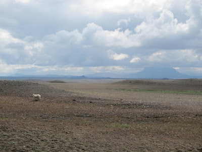 Lone Sheep in the Desert, Iceland