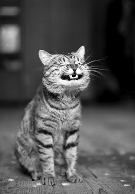 laughing+cat.jpg