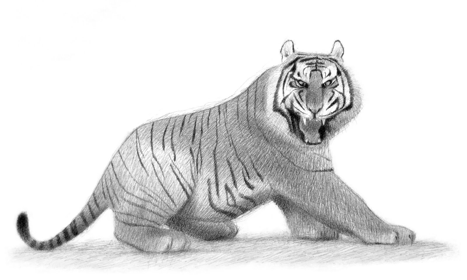 Yespress Hd Ultra Tiger Clipart Easy Crib Pack 5190