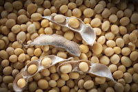 soybeans