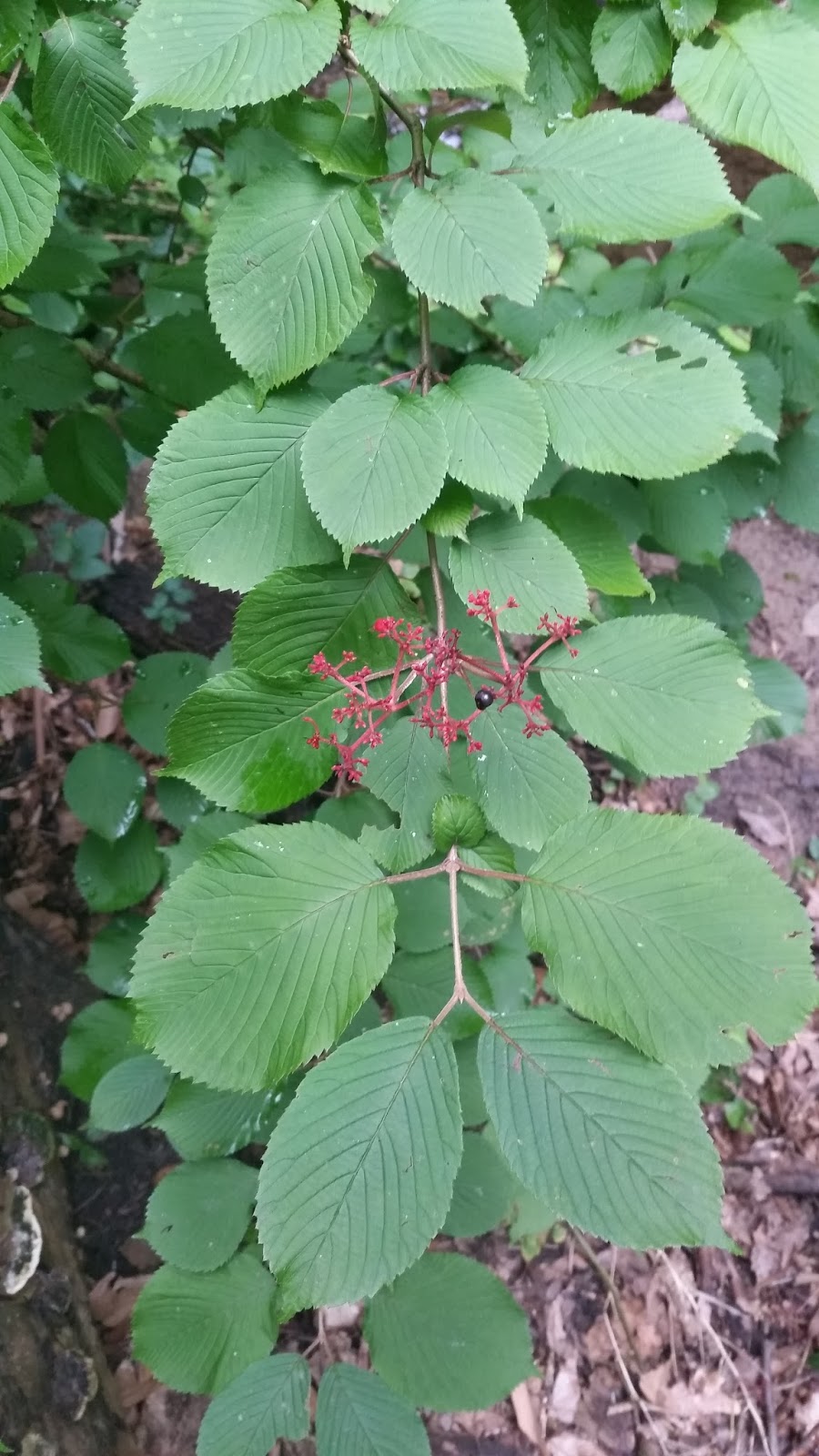 Flora Wonder Blog Viburnum When You Can Mulch Them