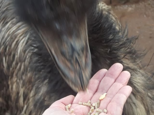 Hand feeding an emu