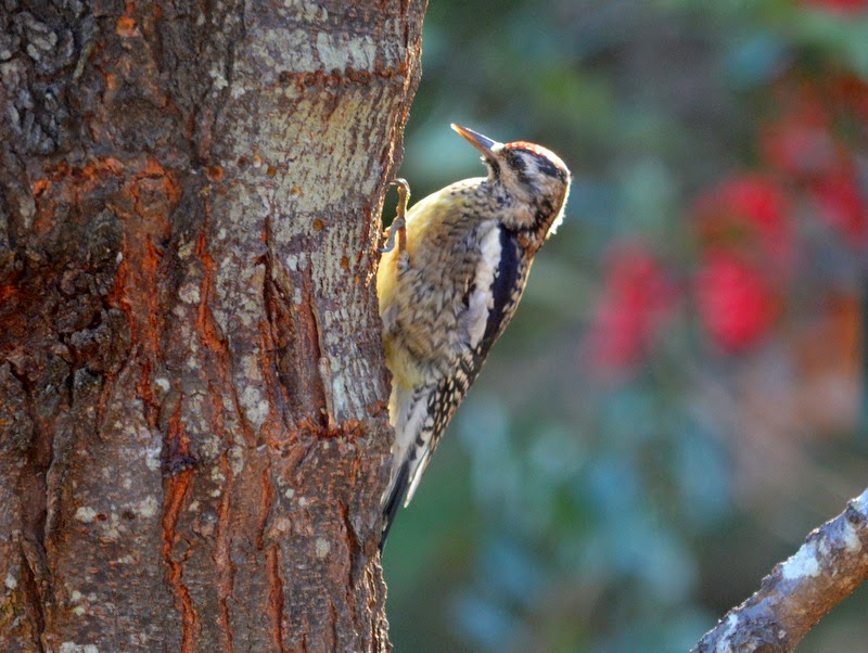 Westie Julep The Answer Might Surprise You!