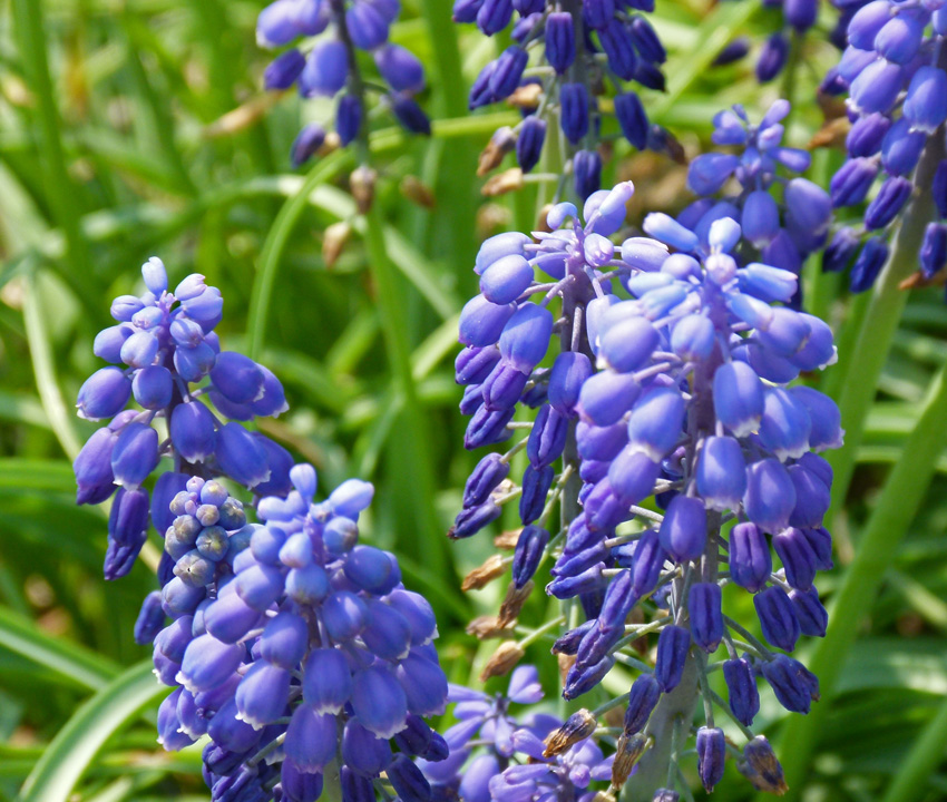 KY Natural Inquirer What is that Purple Patch?