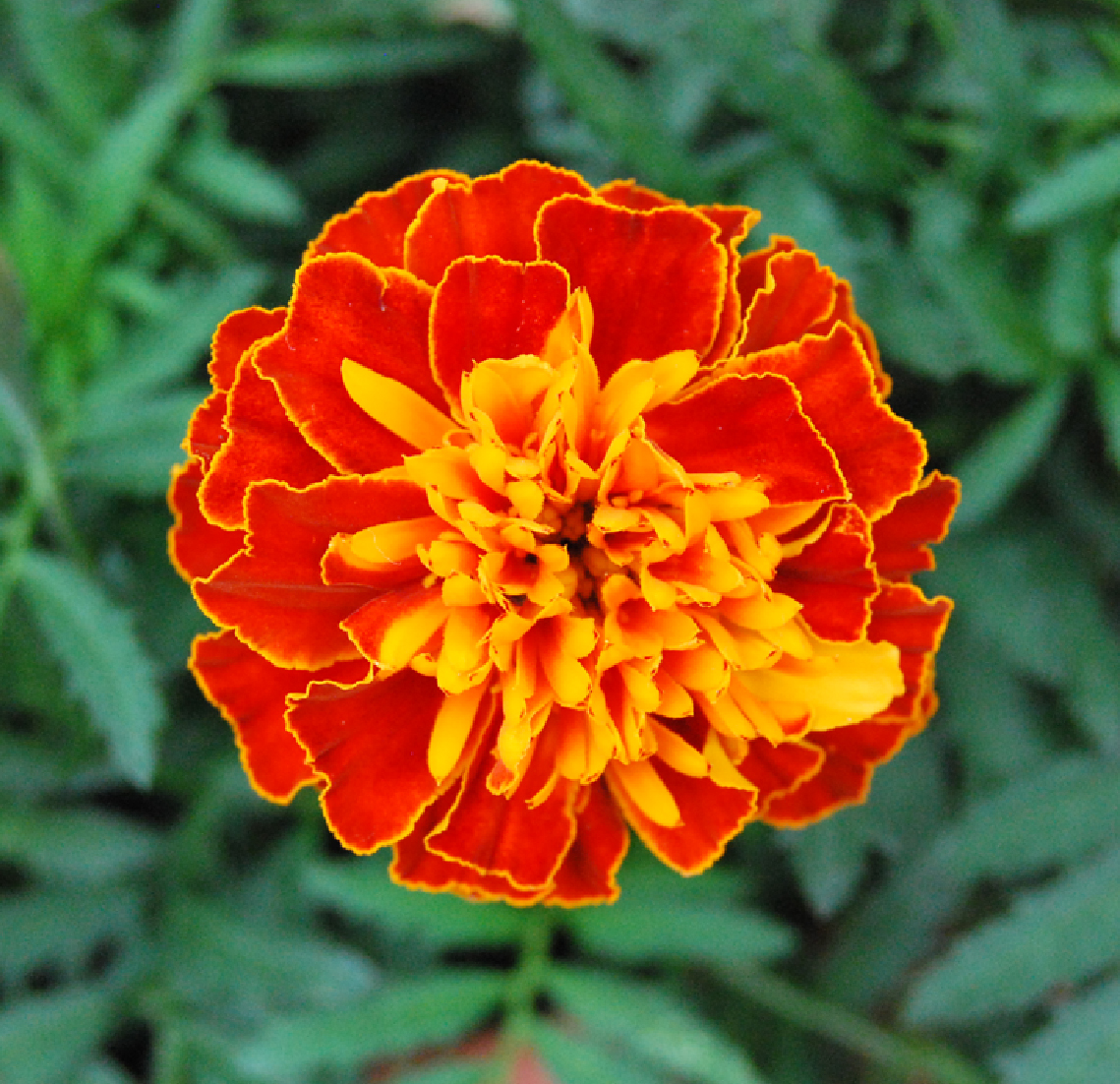 Fotos de flores CLAVEL DE MORO