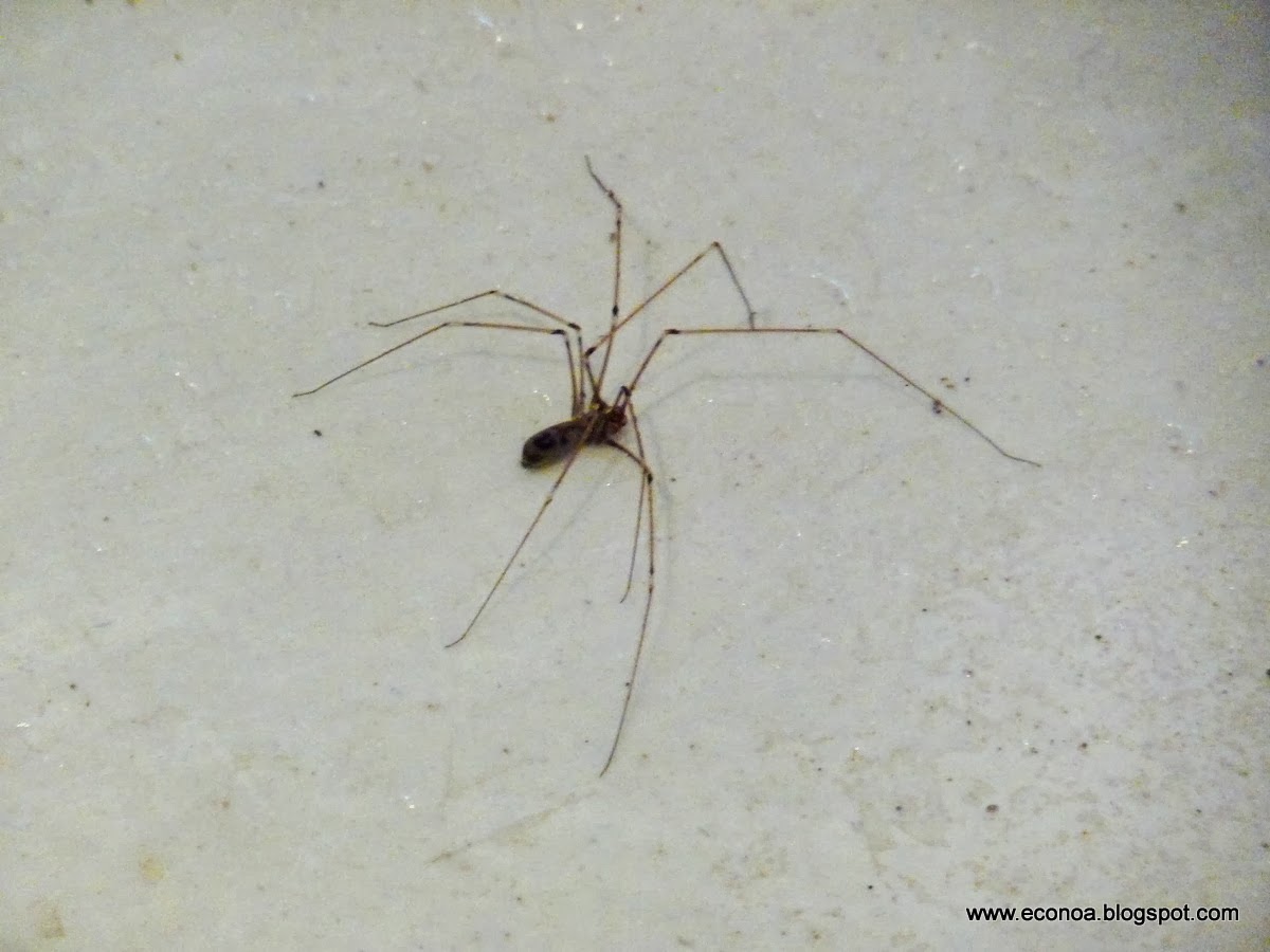 Si tenés arañas en tu jardin, entrá.. - Info en Taringa!