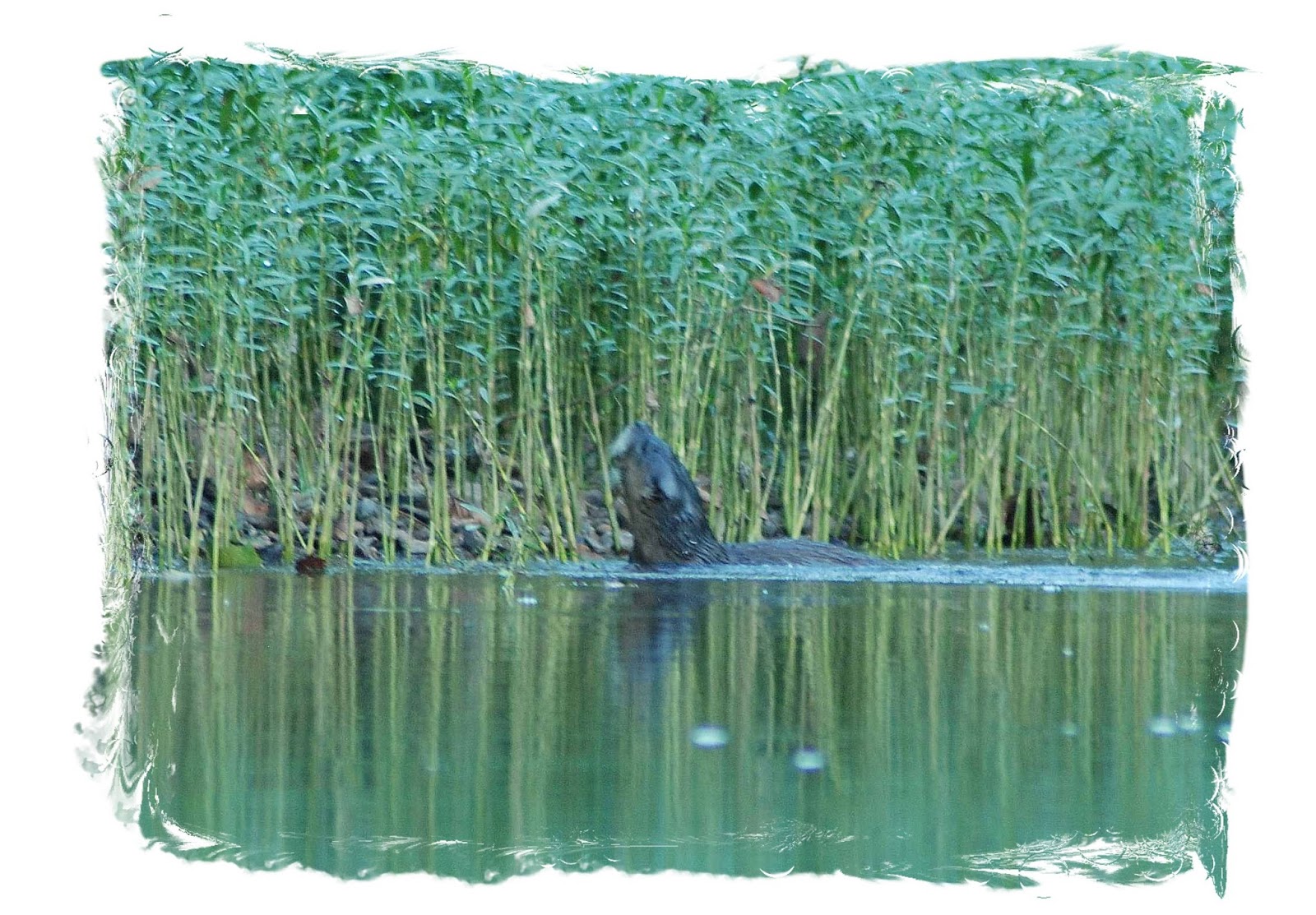 Old field Studio: Do River Otters Attack People?