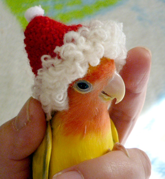 Parrot Baby Clothes Parrot Baby Clothes