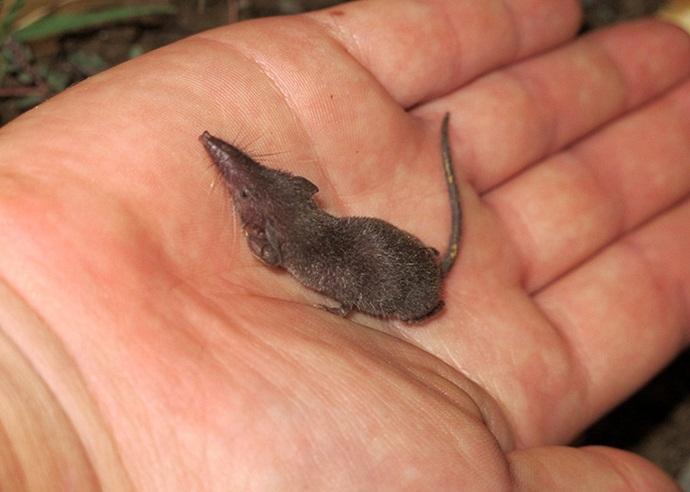 Uw 24 Was Ist Das Leichteste Tier Der Welt Etruskerspitzmaus