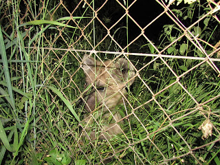 Krugerpark hyena's zijn een familie van middelgrote roofdieren die voorkomen in Afrika en Azië.