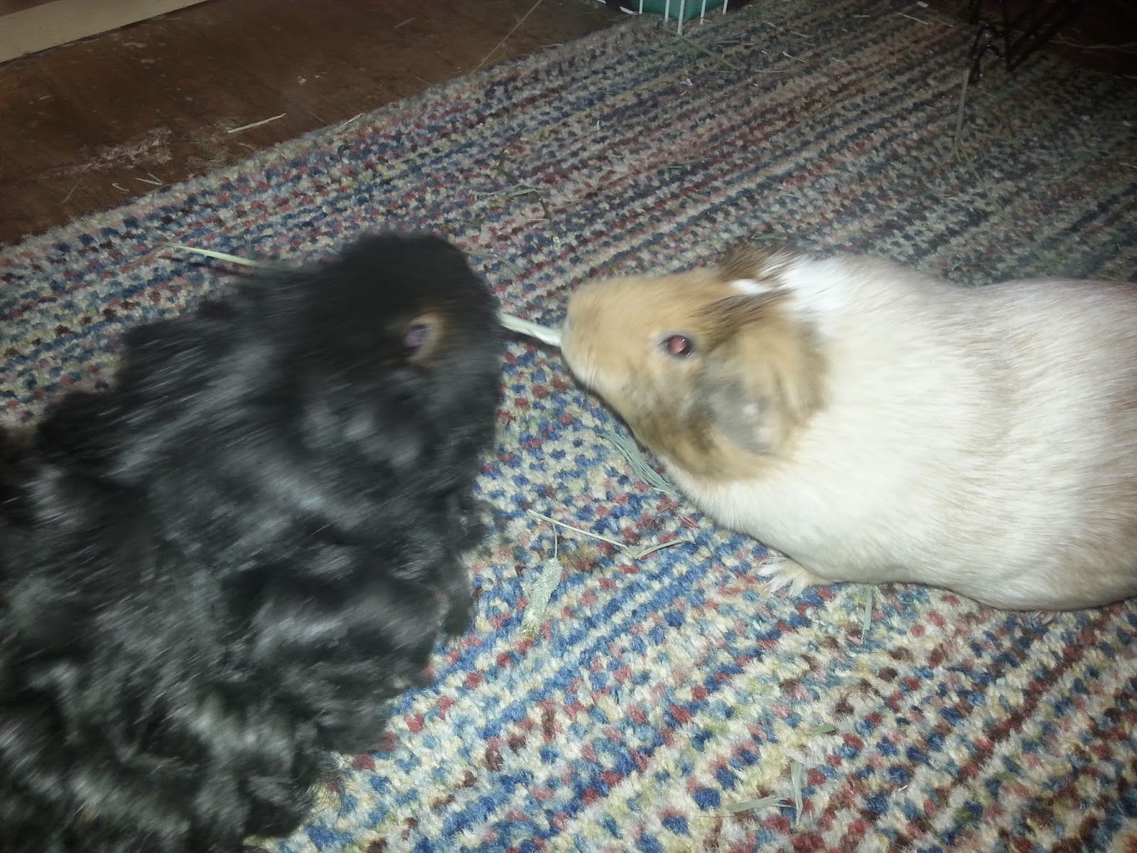 Cavy Savvy A Guinea Pig Blog Frequently Asked Questions about Guinea Pigs