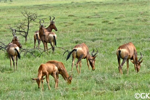 Kuhantilope oder Hartebeest (Alcelaphus buselaphus)