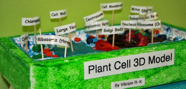 Fulton Science Academy Private School Official Blog Fulton Science Academy 3d Cell Models