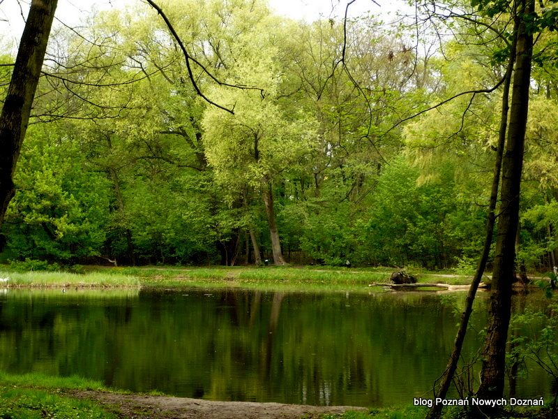 Poznań Nowych Doznań - zdjęcia dokumentacyjne Poznania: Stawy Dębina