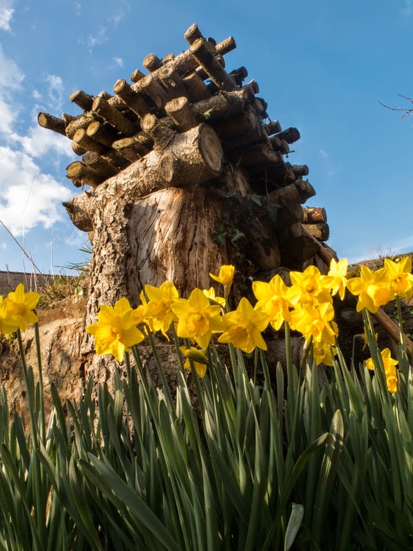 Lou Dev - Tous droits réservés - Jonquilles Lou Dev - Tous droits réservés - Jonquilles
