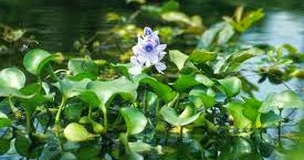 Manfaat Budidaya Eceng Gondok Eichhornia Crassipes Alam Ikan Manfaat Budidaya Eceng Gondok Eichhornia Crassipes Alam Ikan