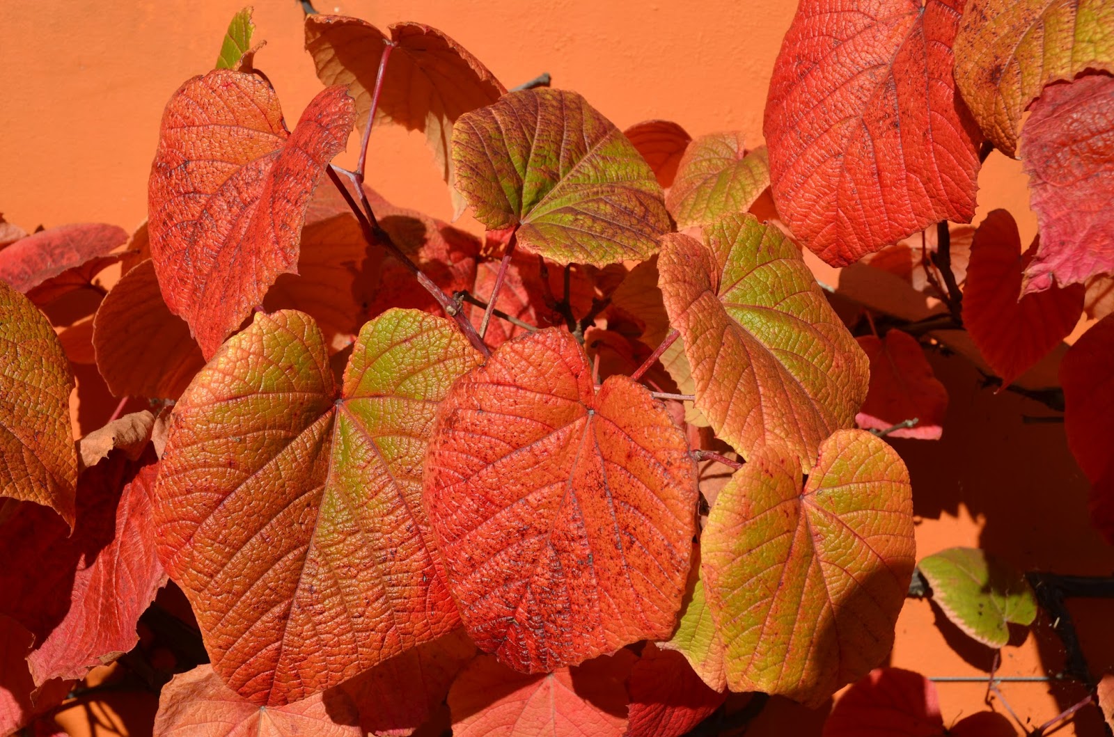 A Garden Diary Euonymus Alatus Compactus