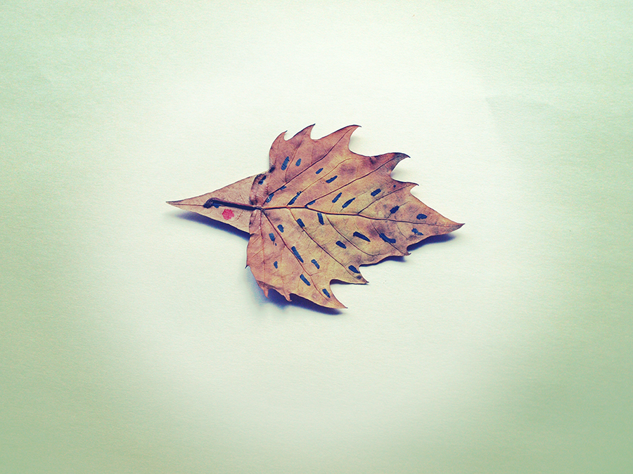Pretendiendo ser un erizo... con hojas de otoño