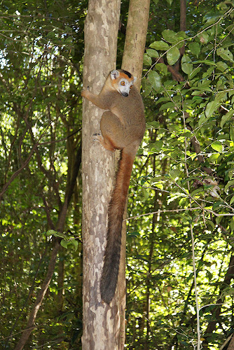 Eulemur coronatus