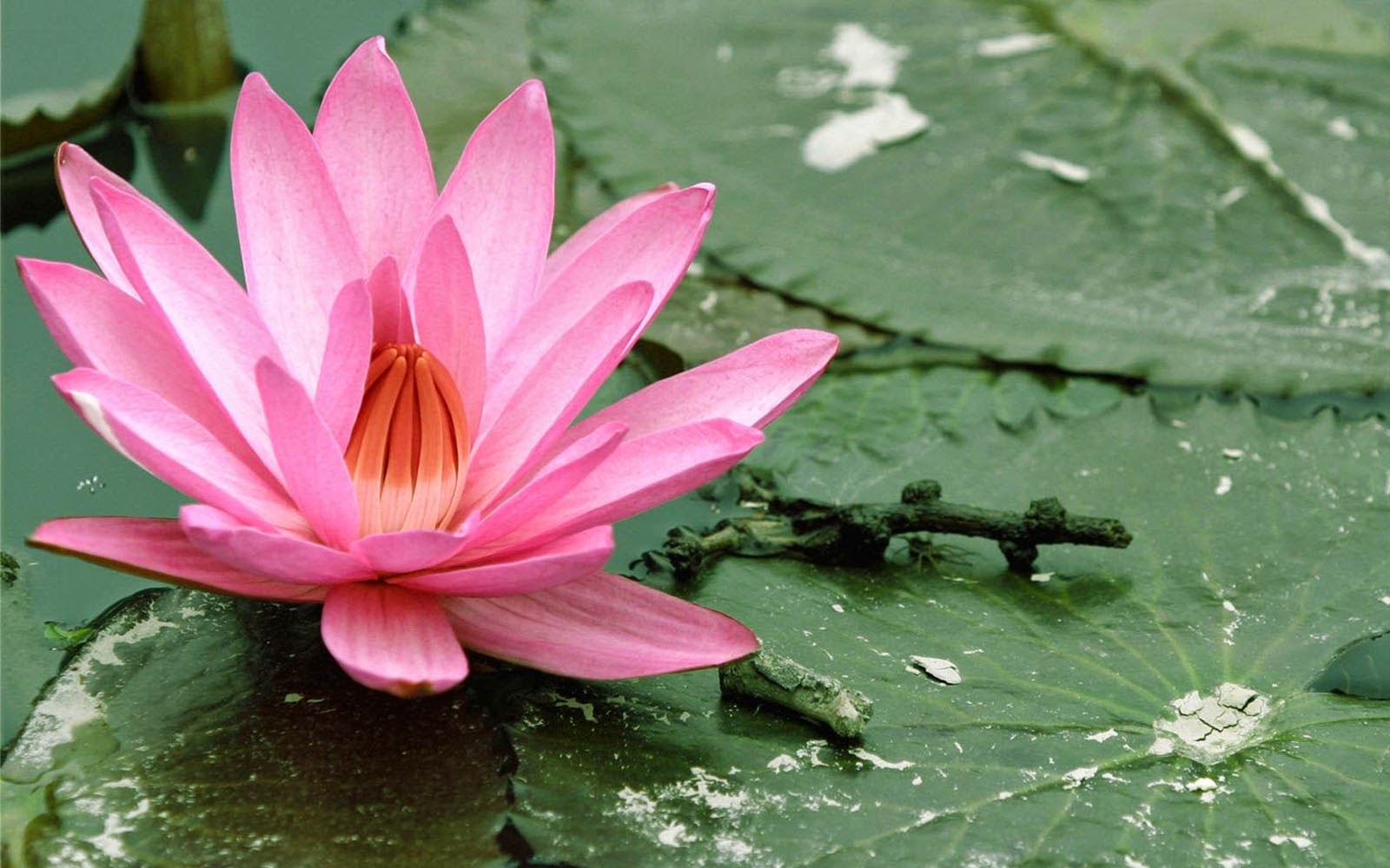 wallpapers: Lotus Flower Wallpapers