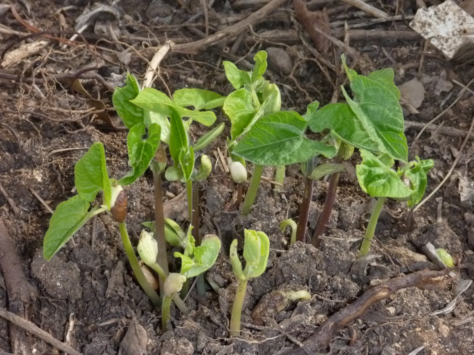 Korean Squash