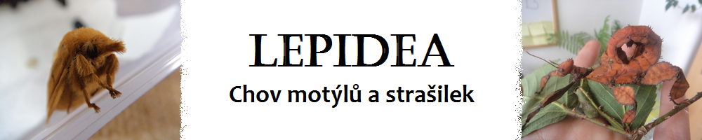 Lepidea