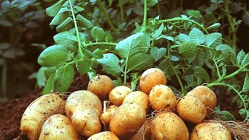 Pomme de terre sous serre Pomme de terre sous serre