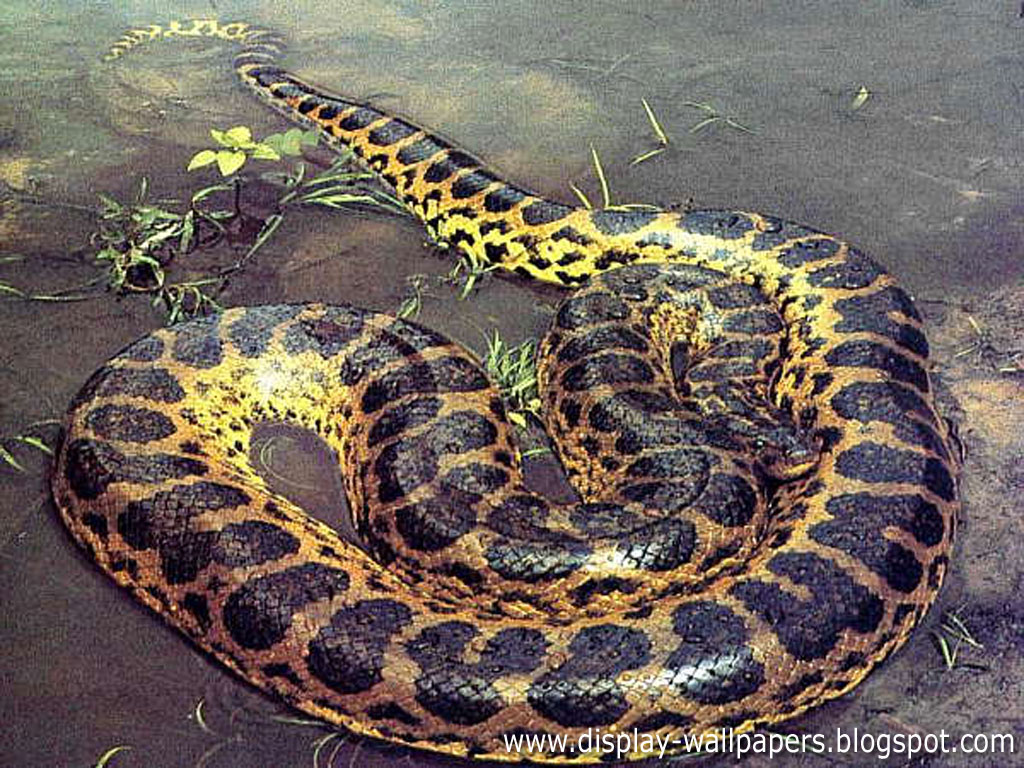 http://1.bp.blogspot.com/-JhVpAaOKPSI/UZoe0-RxrOI/AAAAAAAAFao/c1v4iz5ppL0/s1600/Great-Anaconda-Snake-Wallpapers-5.jpg