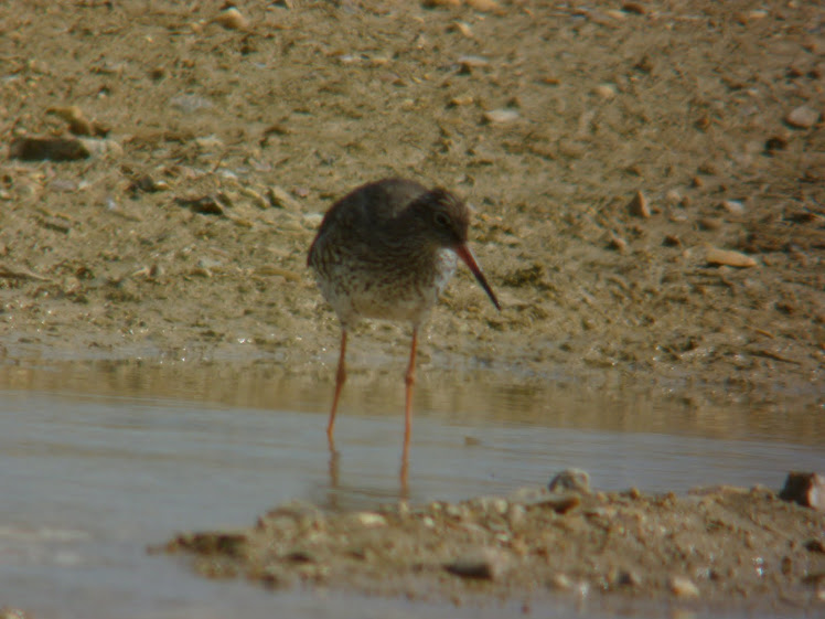 Redshank