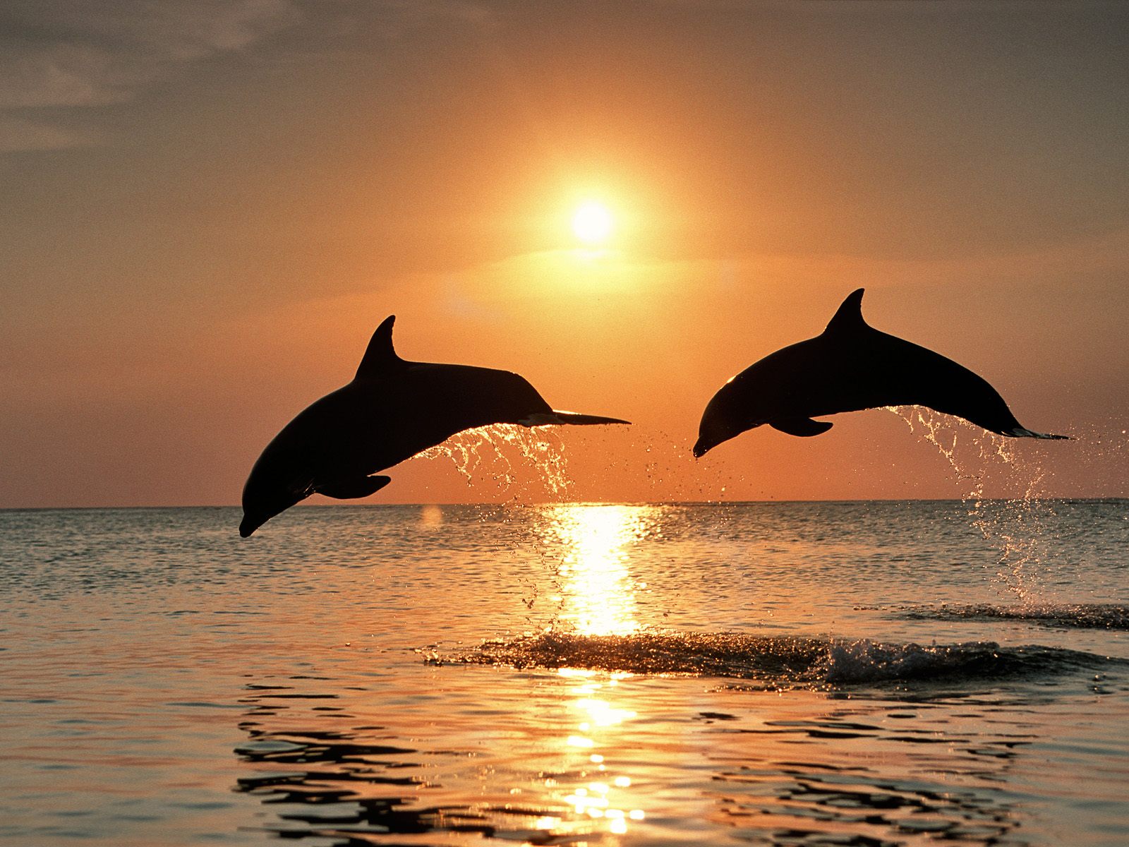 Free Wallpapers: Bottlenose Dolphins Wallpaper