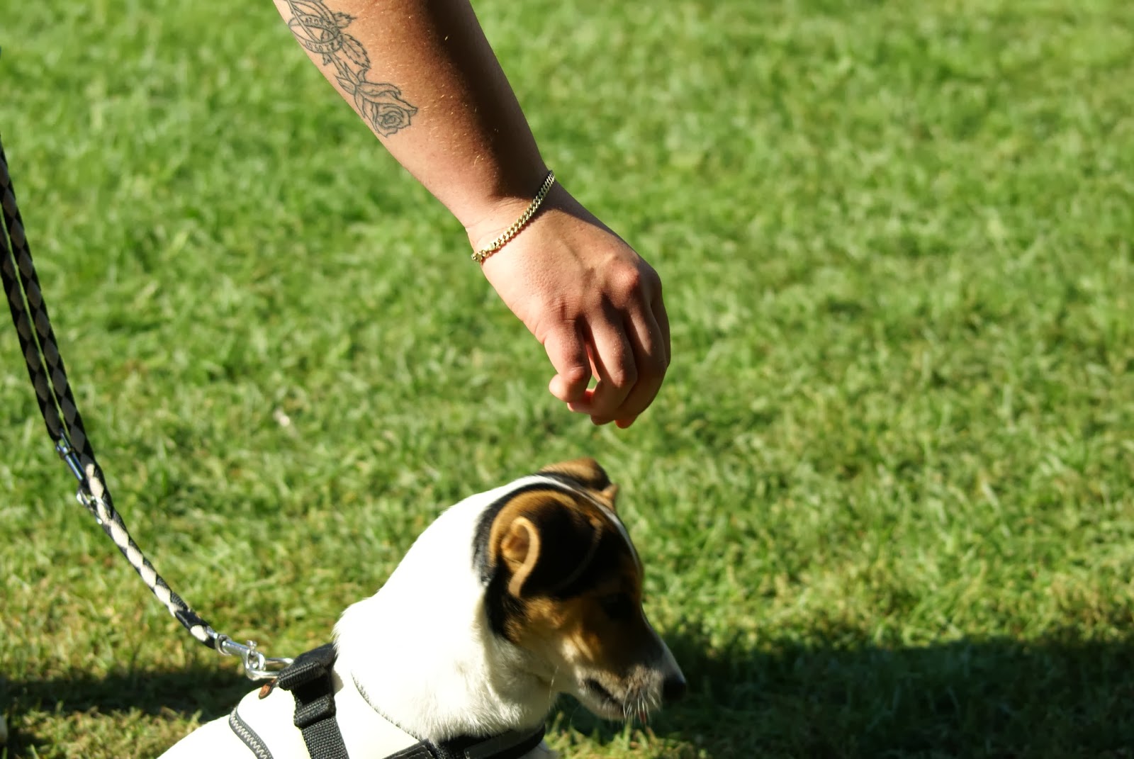 Canilogie was Du NIE über Hunde wissen wolltest&hellip; Deutsche Sprache