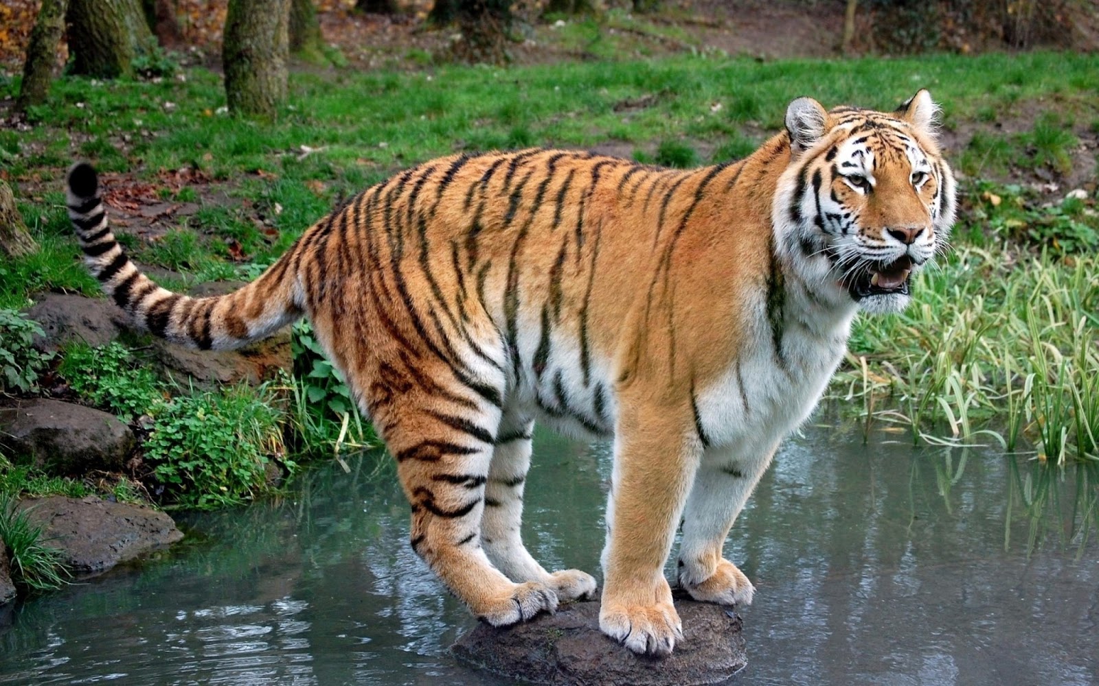 Gambar Harimau Lengkap | Kumpulan Gambar Lengkap