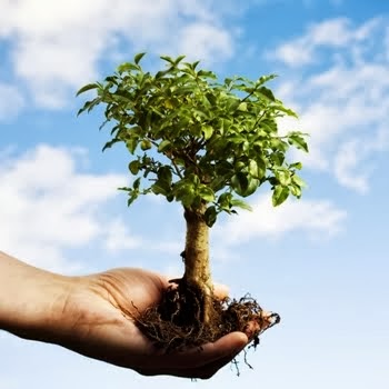 Plante uma Árvore