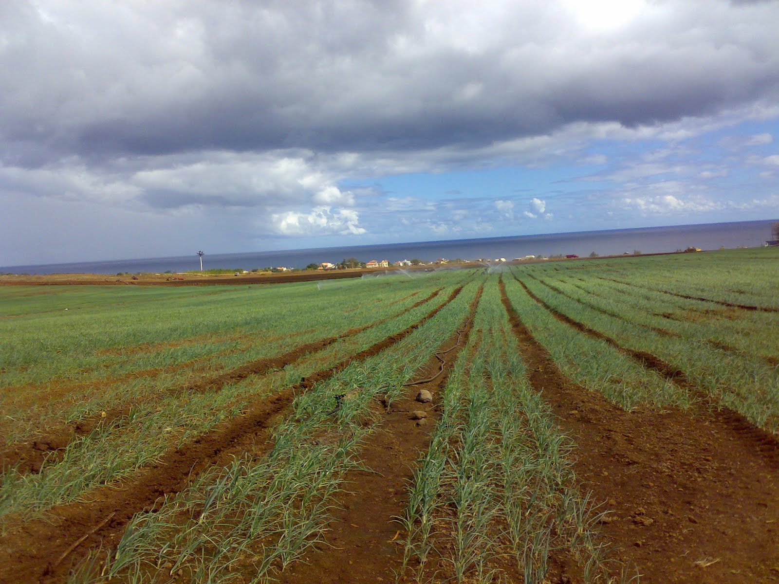 Mauritius Agriculture News Agriculture Racing towards Food Security