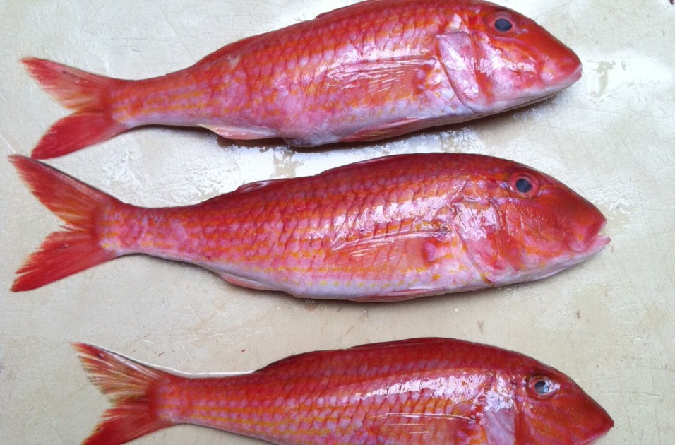 The Edible Ocean Delicious Little Fish