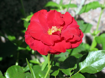imagen rosa roja