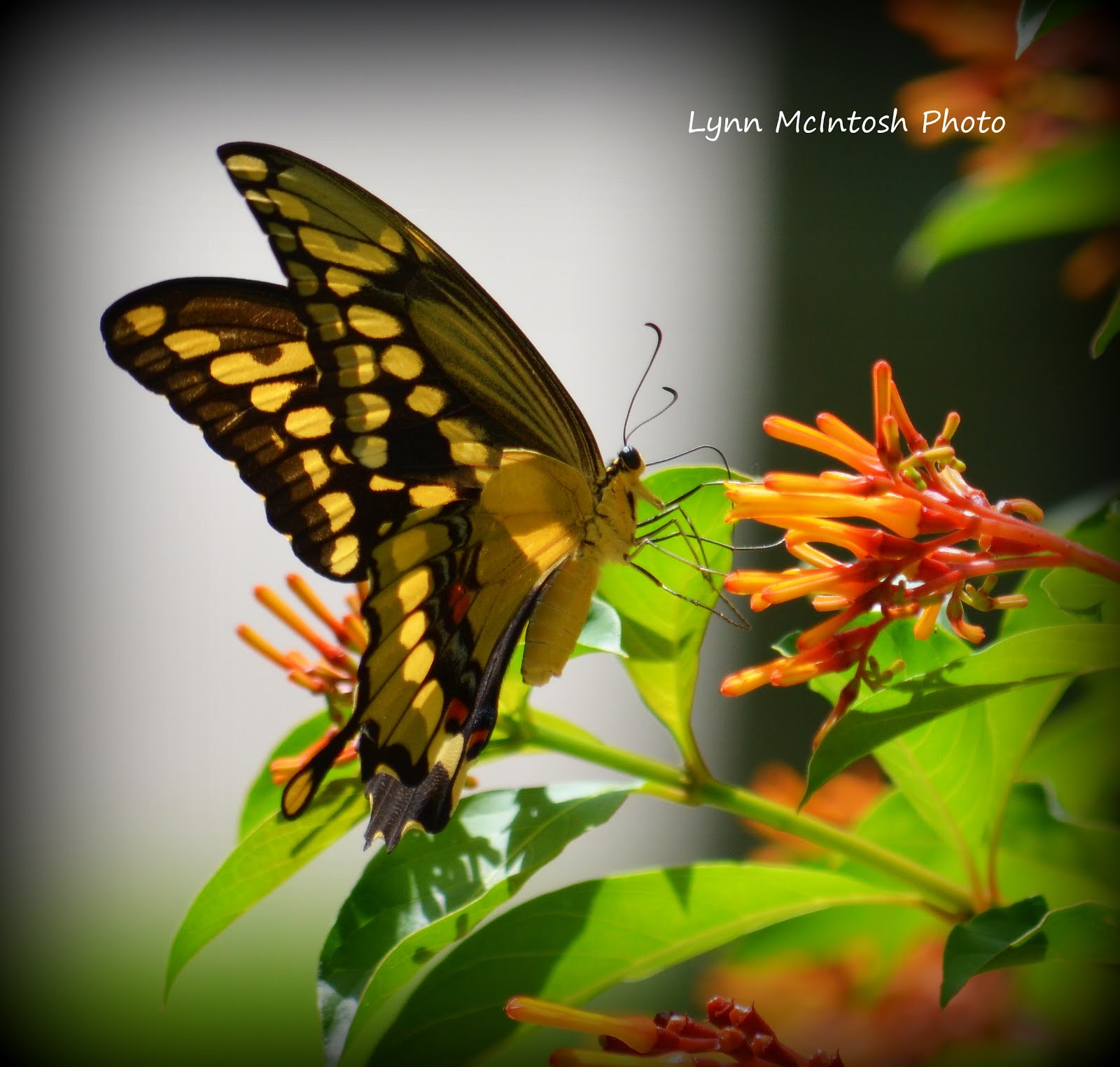 Giant Swallowtail