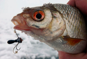 Мормышка медуза