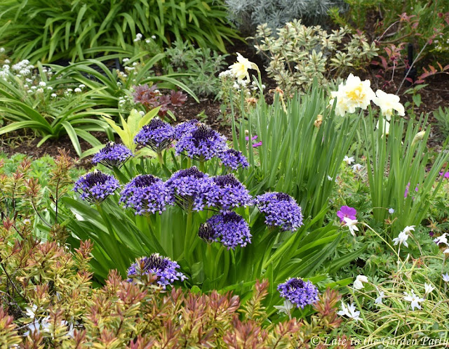 The Tide Chaser Coastal Shrubs Trees With Simple Leaves In