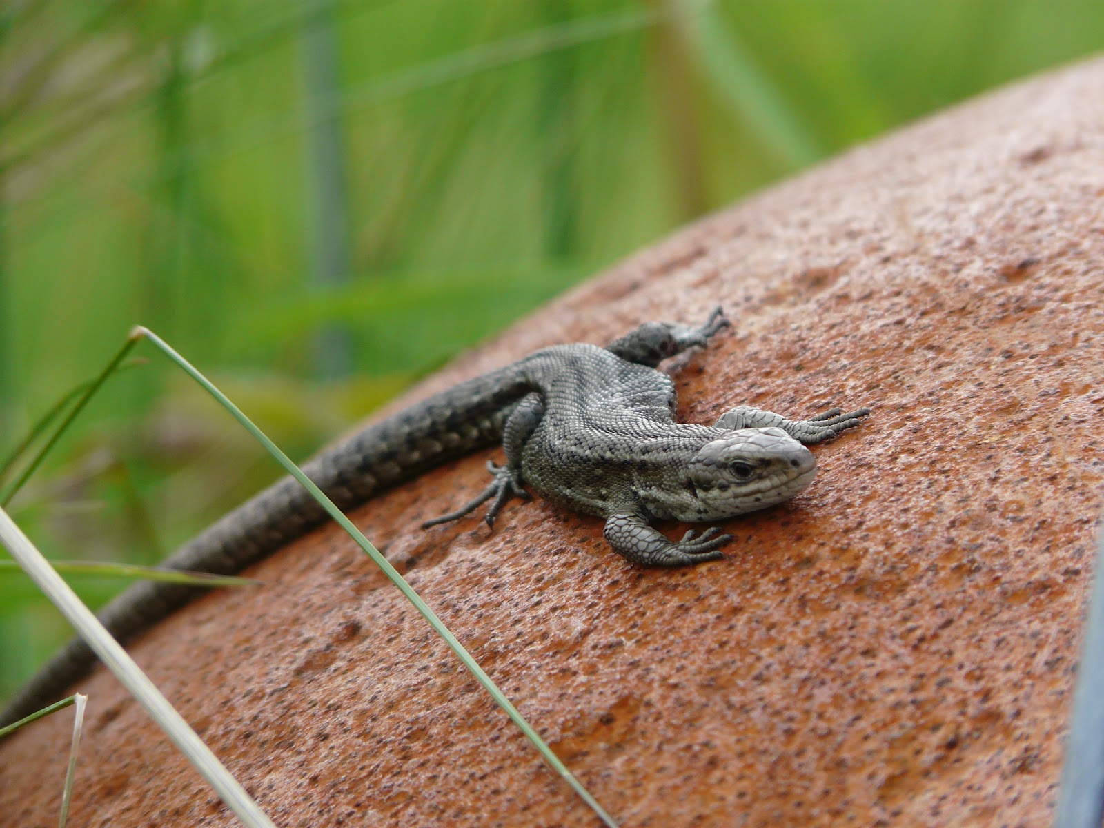 baby-bearded-dragon-basking