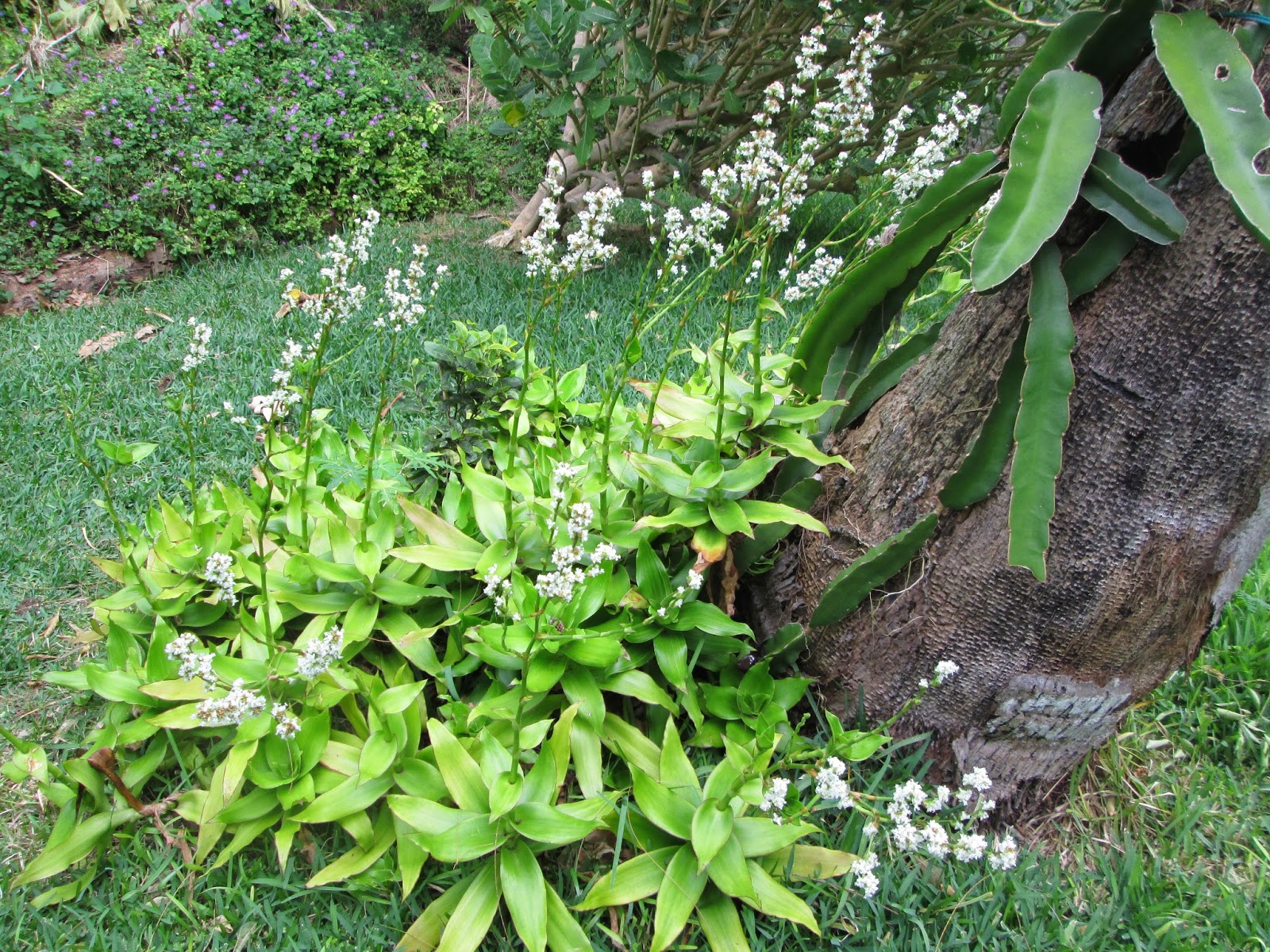 Garden Notes from Hawaii CALLISIA FRAGRANS