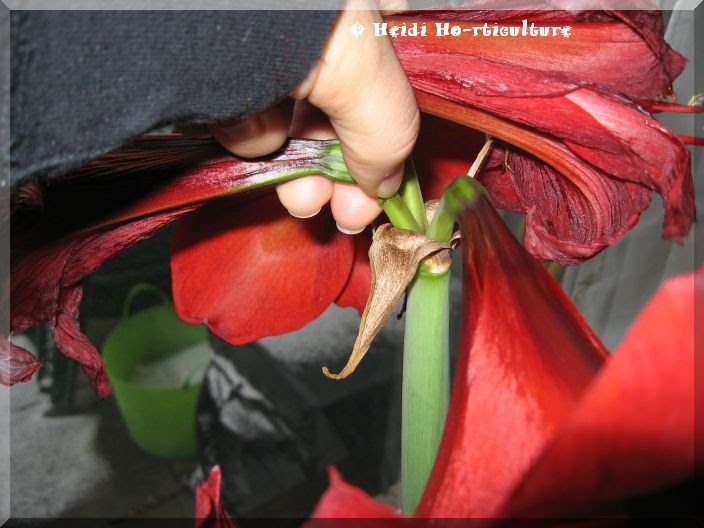 Heidi Horticulture My Amaryllis Finished Blooming, So Now What?