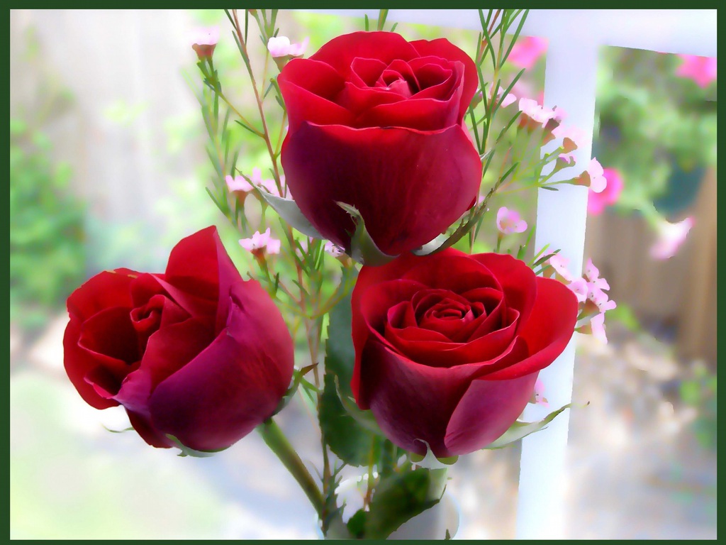 Amazing Red Roses Love Wallpapers And Backgrounds ...