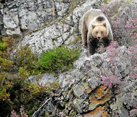 BIODIVERSIDAD AMENAZADA en España. Dossier.