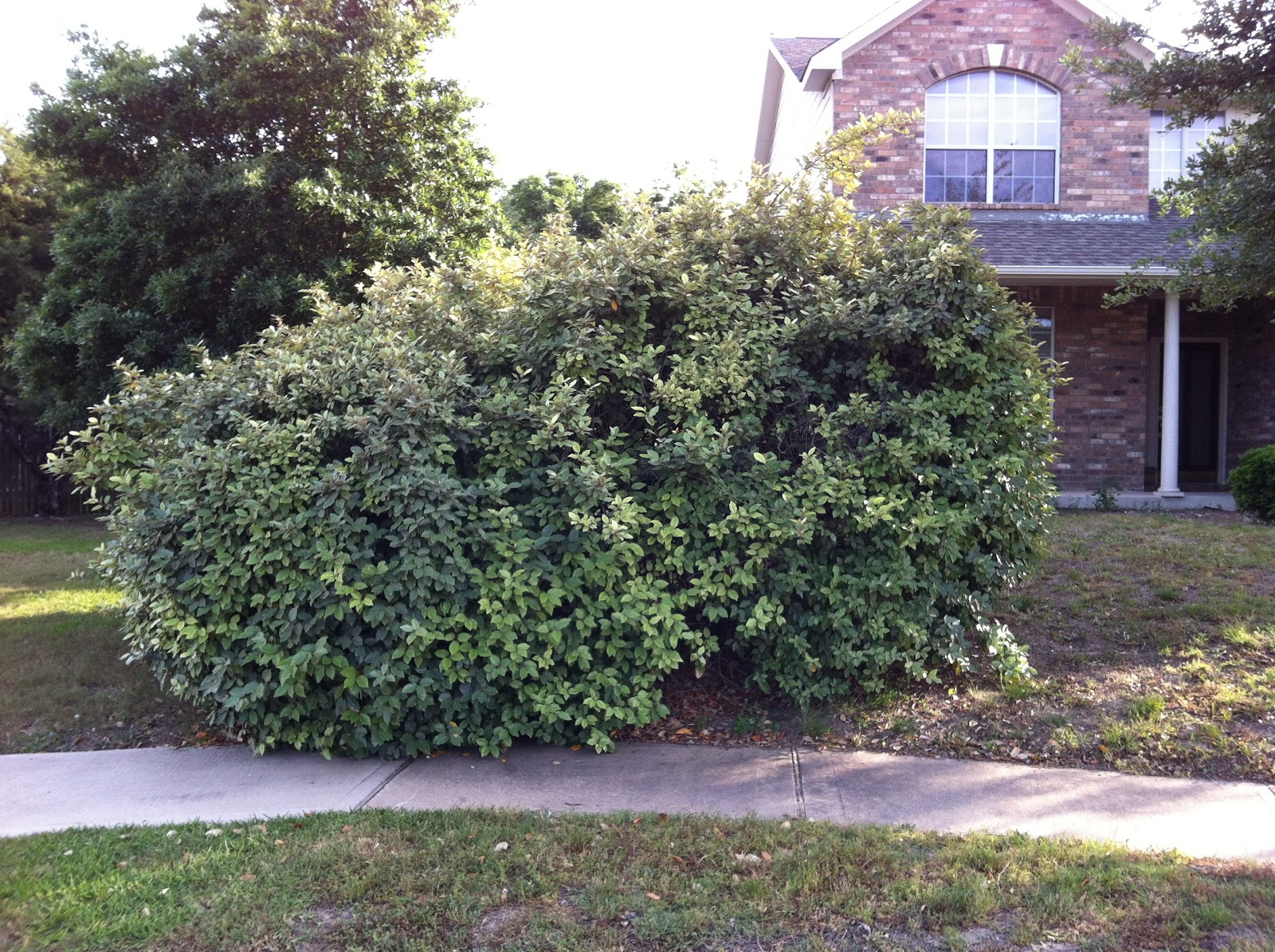Becoming Gezellig Works In Progress Front Yard Garden