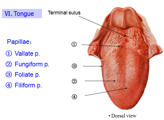 MBBS Medicine (Humanity First): Alimentary system
