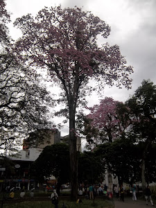 Ocobo - Árbol Emblematico